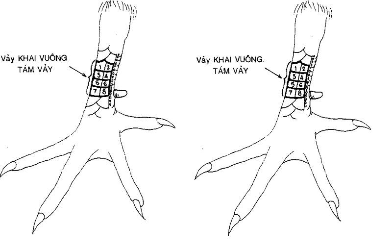 Không nên chọn loại gà có vảy khai hậu để nuôi